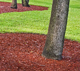 Fresh mulch and trees